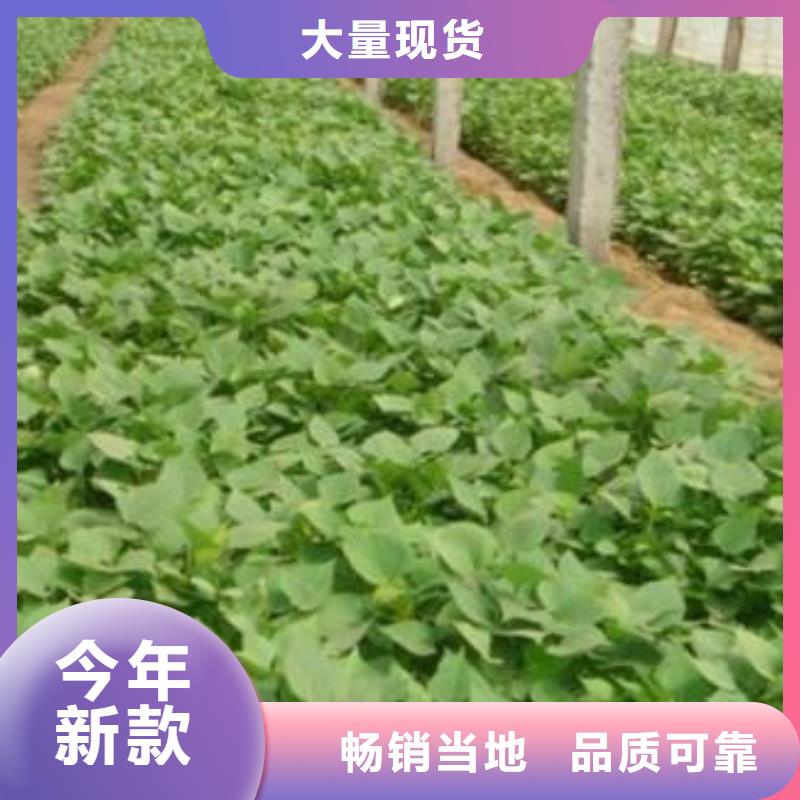 值得信赖的济薯26供应商