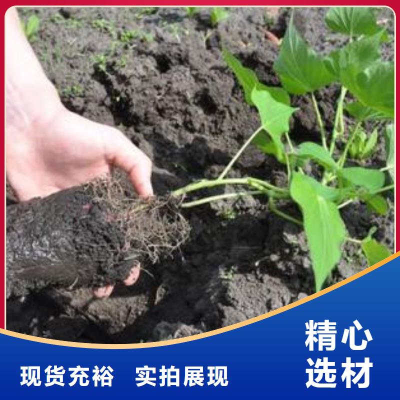 濟薯26,濟薯26生產品牌
