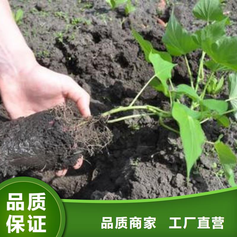 生产济薯26厂家-可定制