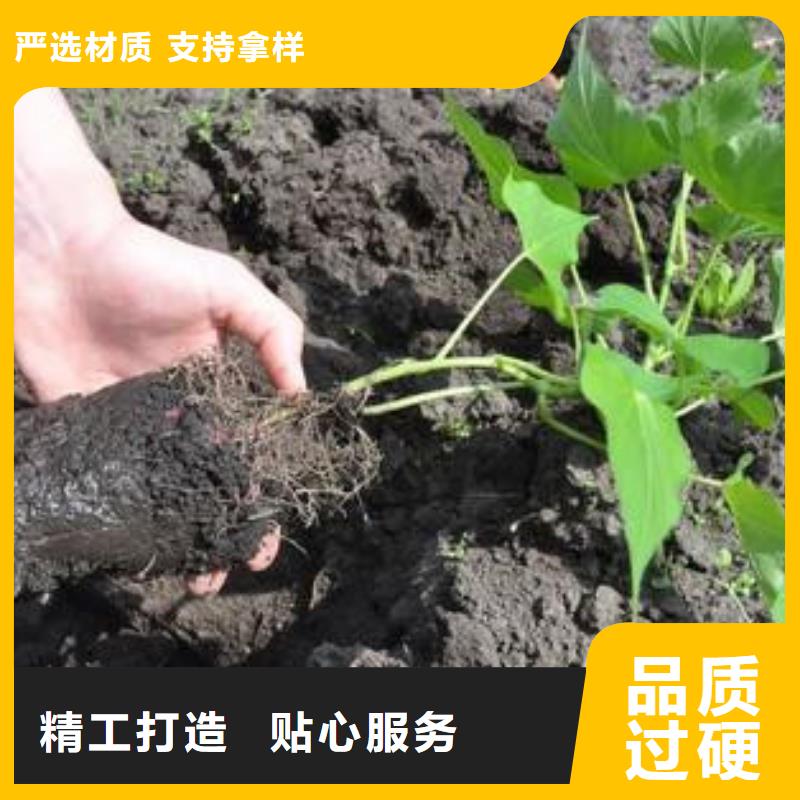 濟薯26天天低價
