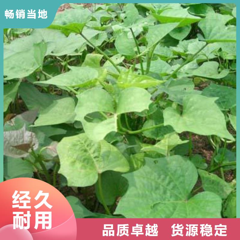 濟(jì)薯26產(chǎn)地價(jià)格