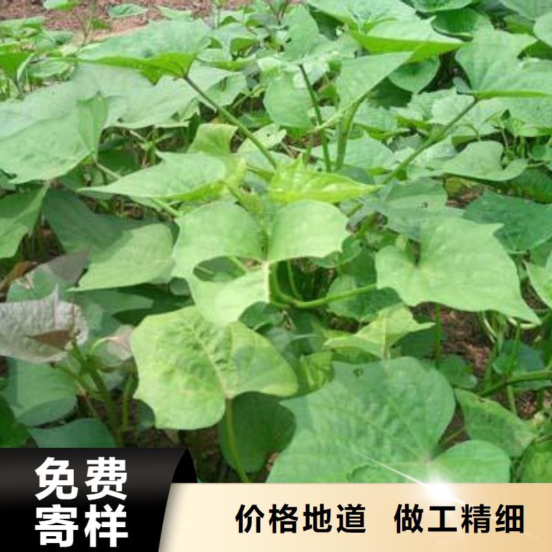 供應濟薯_精選廠家