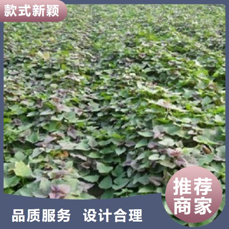商薯19示范基地