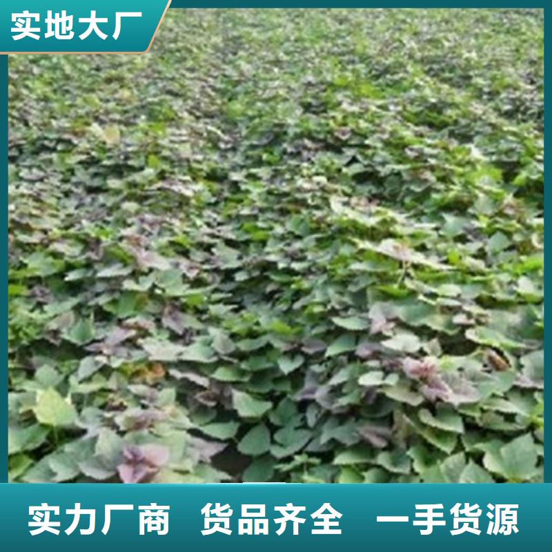 #济薯26#欢迎来厂参观