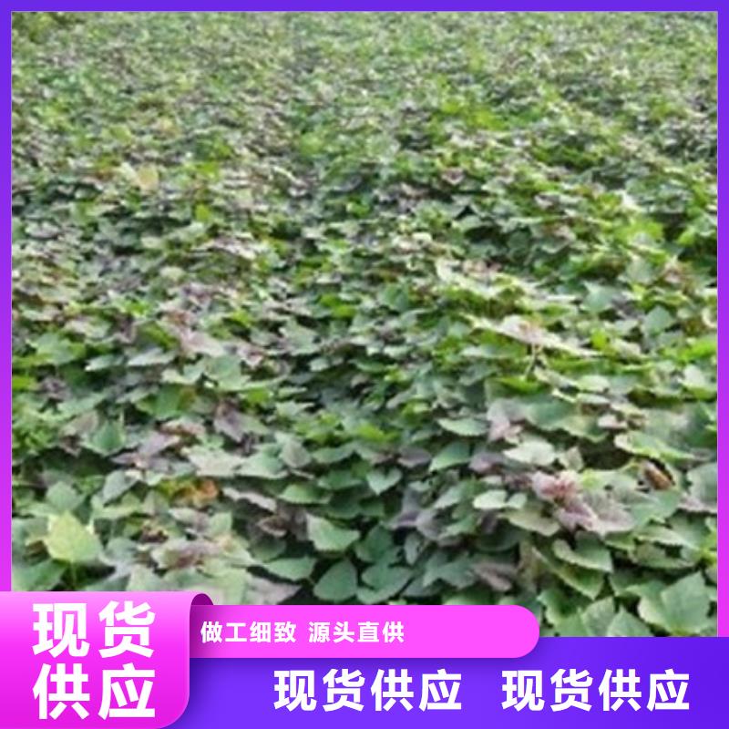 商薯19栽培技術