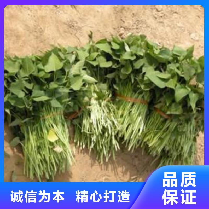 商薯19自產(chǎn)自銷