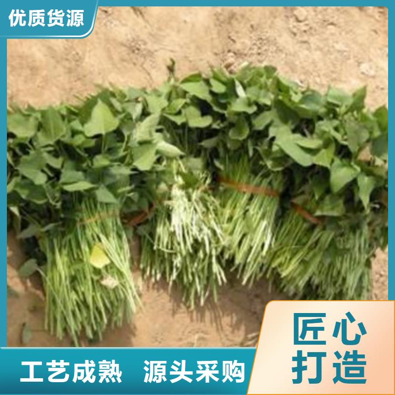 济薯26价格优惠