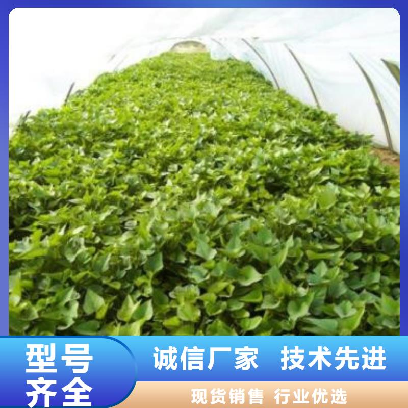 濟薯26-一家專業(yè)的廠家