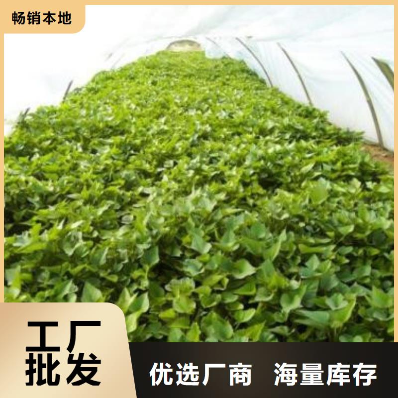 濟薯26廠家好品質