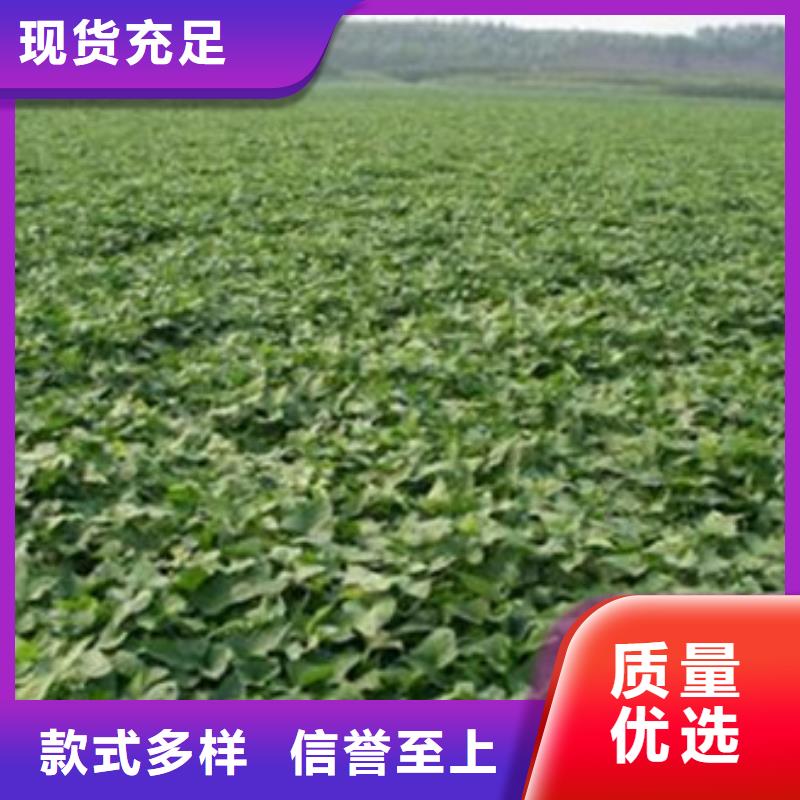 商薯19批發基地