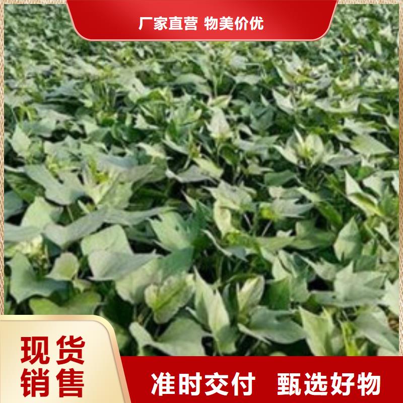 济薯26厂家好品质同城品牌