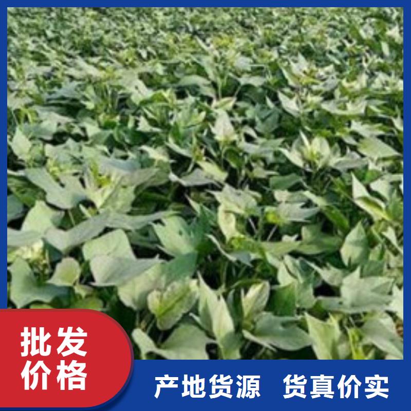 商薯19自產(chǎn)自銷