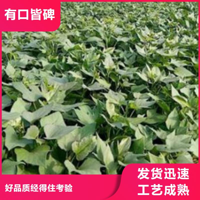 濟薯26病蟲防治