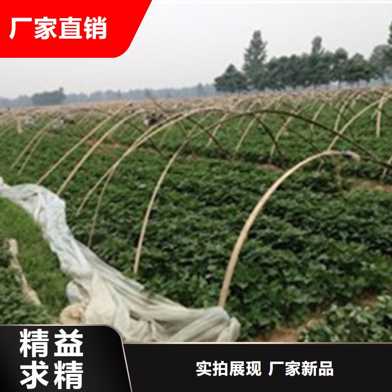 生产济薯26厂家-可定制