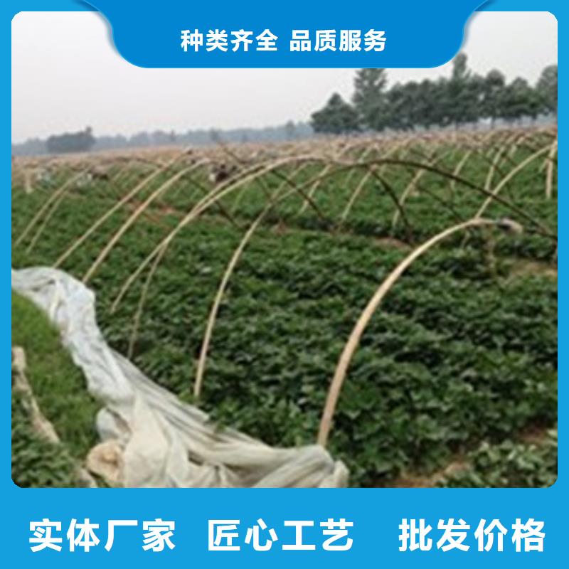 濟(jì)薯26原產(chǎn)地
