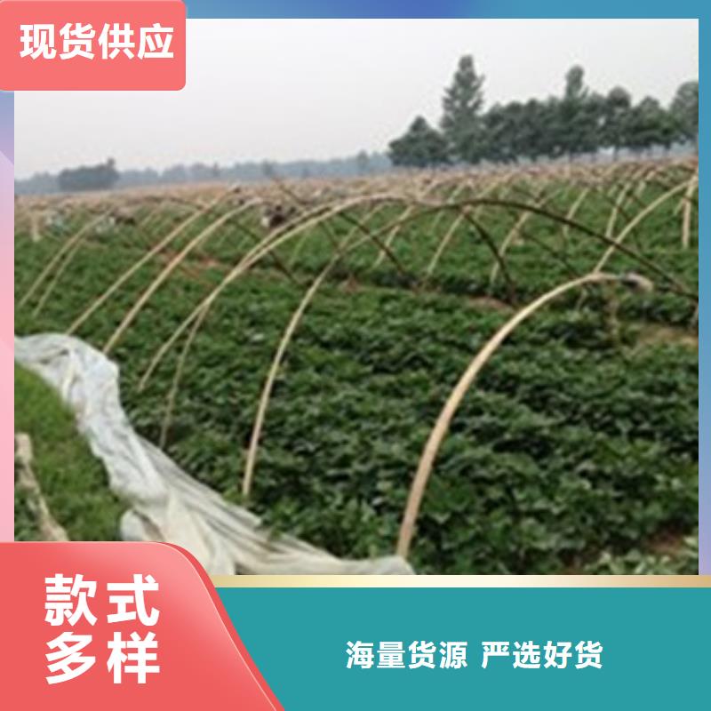 價格低的濟薯26實體廠家同城經(jīng)銷商
