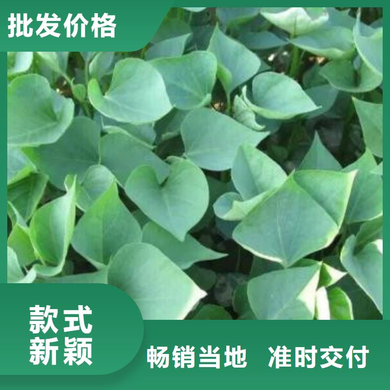 商薯19種植基地