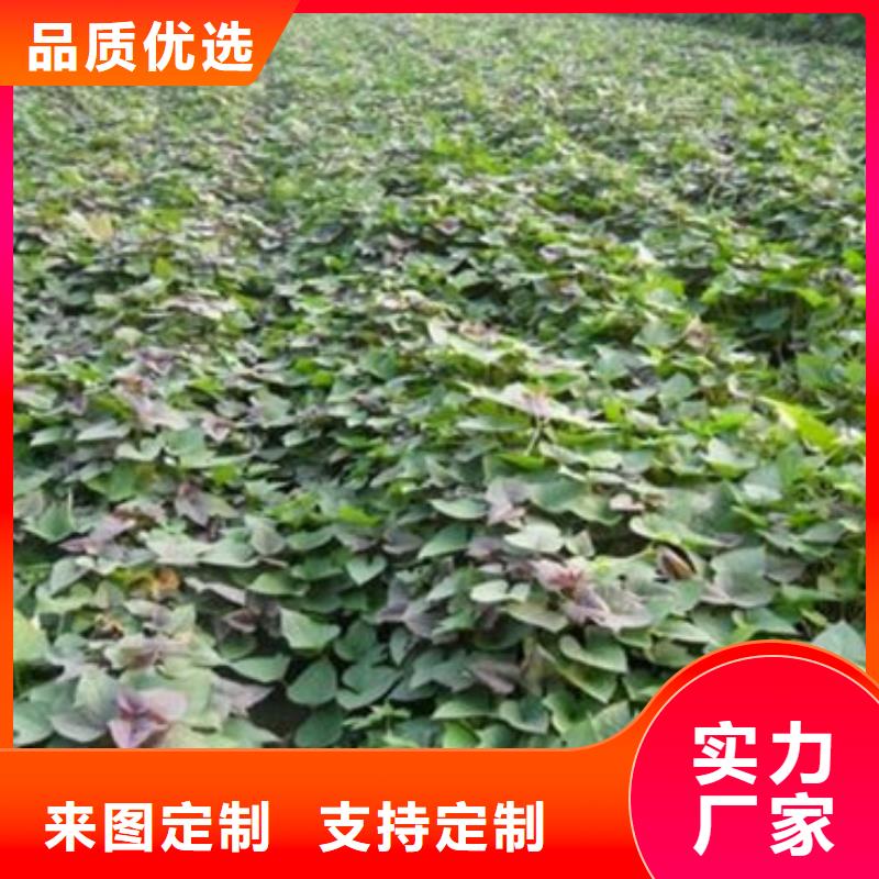 濟薯26實力廠家，讓您放心