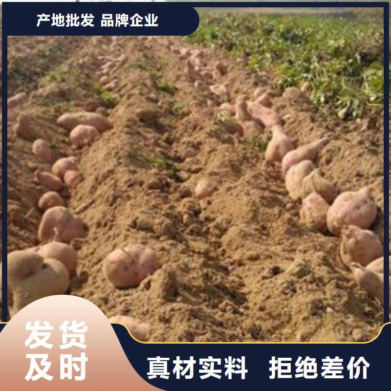 紅薯苗大量苗子