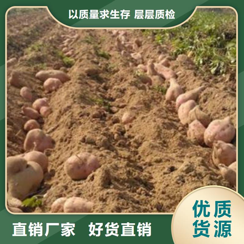 濟薯量大價格從優