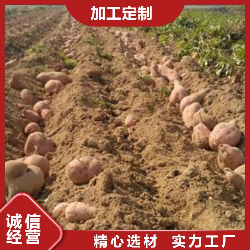 商薯19示范基地