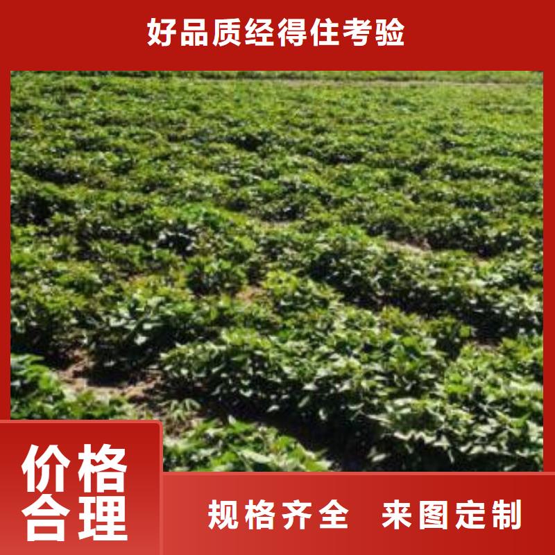 商薯19示范基地