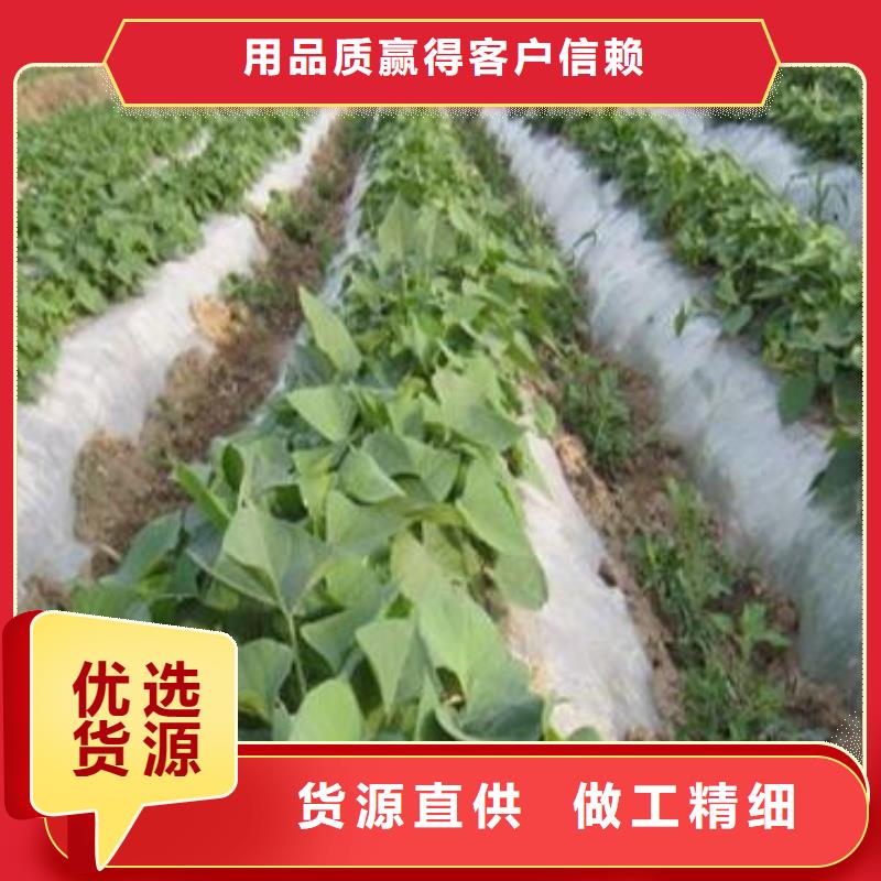 濟薯26免費拿樣