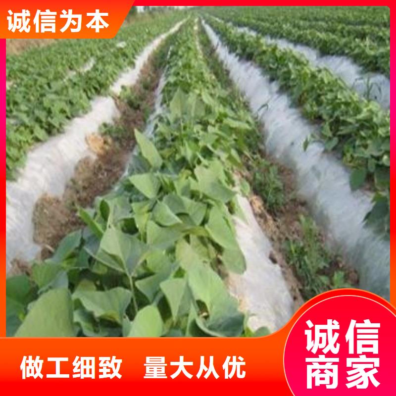 商薯19自產(chǎn)自銷