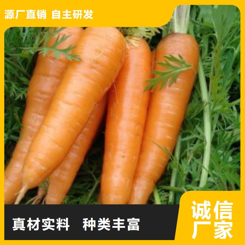 定制胡蘿卜粉_誠信企業
