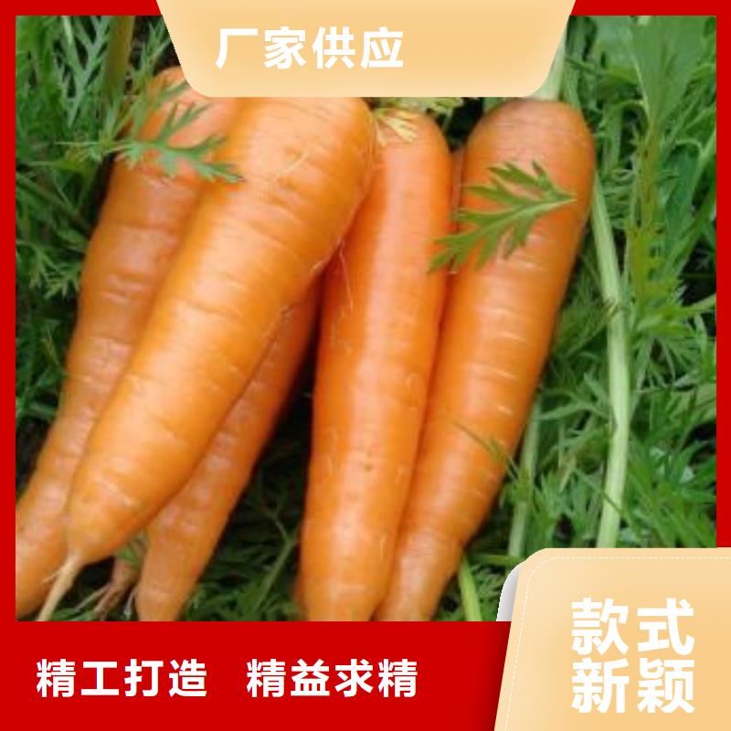 供應批發(fā)胡蘿卜粉-放心