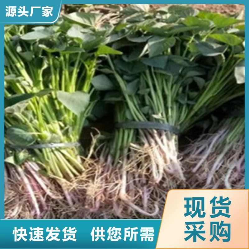 紫薯苗子