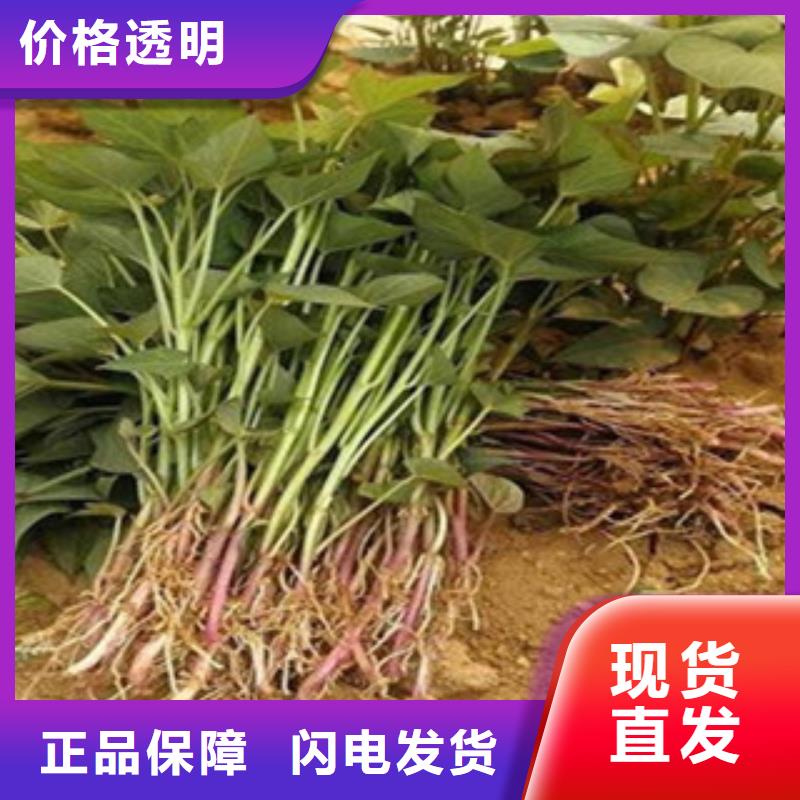 紫地瓜苗市場(chǎng)報(bào)價(jià)