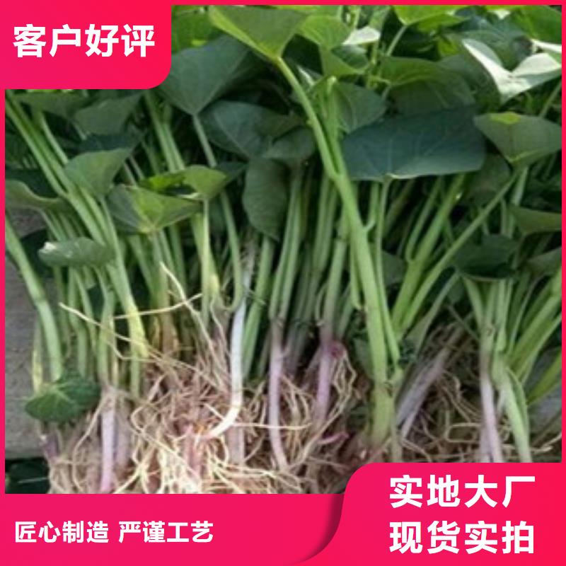 脫毒紫薯苗圖片