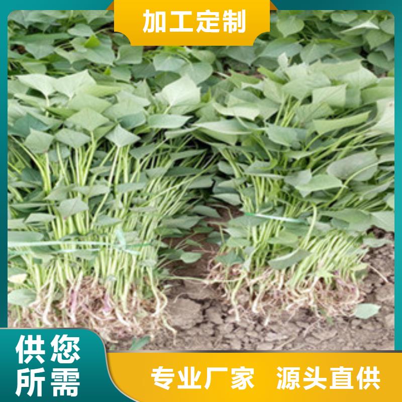 紅薯苗（西瓜紅）圖片