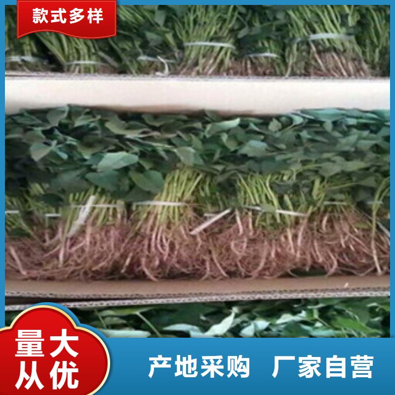 紫地瓜苗子源頭廠家