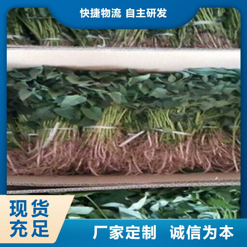 紫薯苗（綾紫）廠家價格