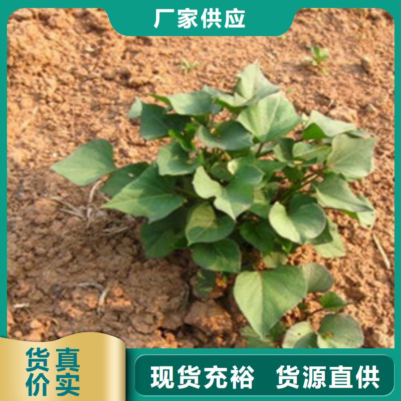 紫薯苗-紫薯苗廠家、品牌