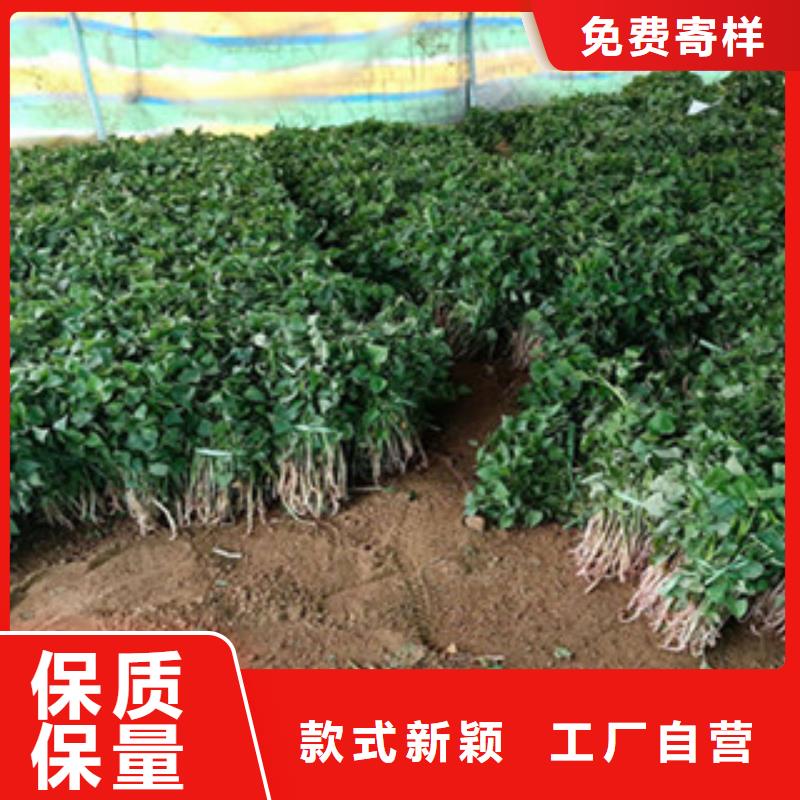 紫薯種子多少錢一棵