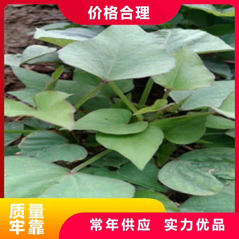 紫薯苗-紫薯苗廠家、品牌