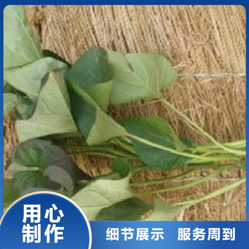 紫薯苗（濟(jì)黑2號）價格優(yōu)惠