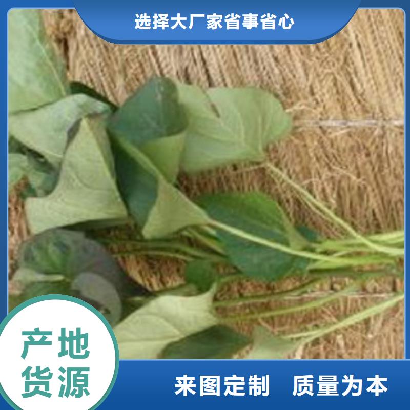 紫薯苗、紫薯苗生產廠家-發貨及時