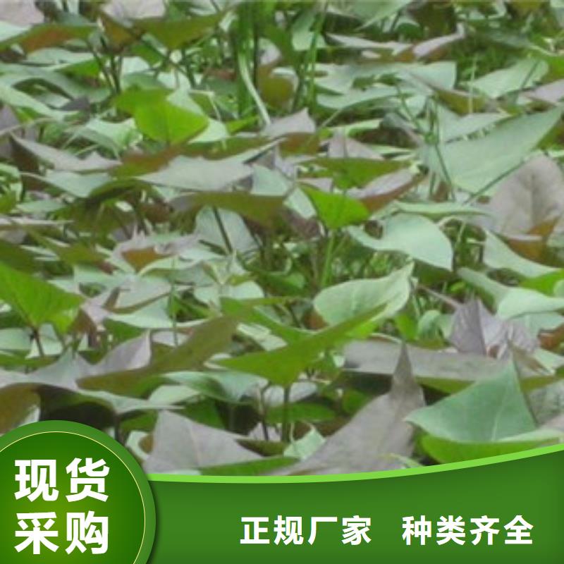 紫薯苗、紫薯苗生產廠家-發貨及時