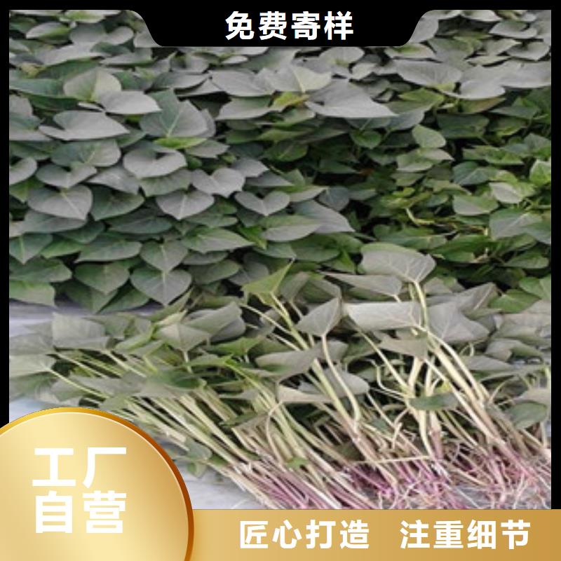 紫薯苗廠家質(zhì)優(yōu)價(jià)廉