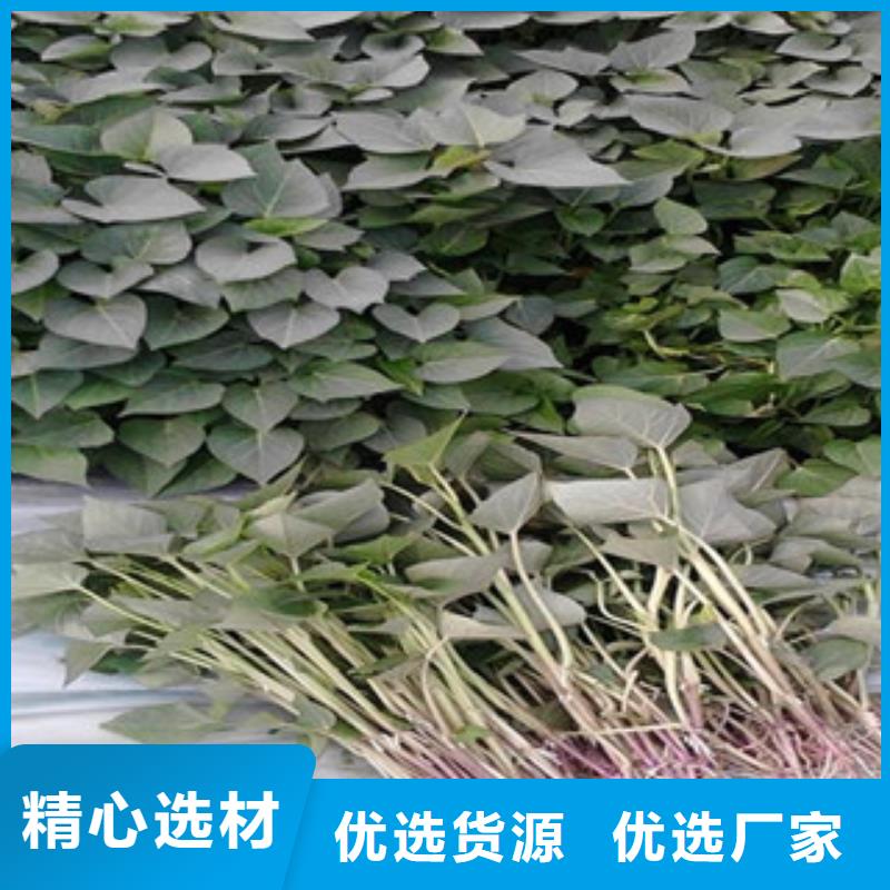 脫毒紫薯苗圖片