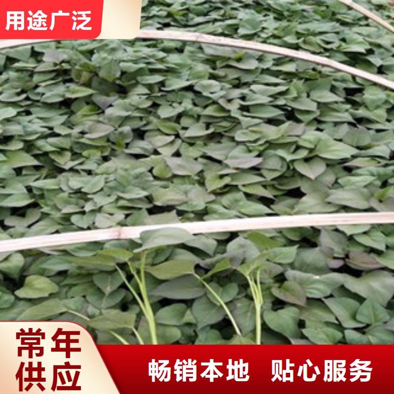 紫薯苗（紫羅蘭）