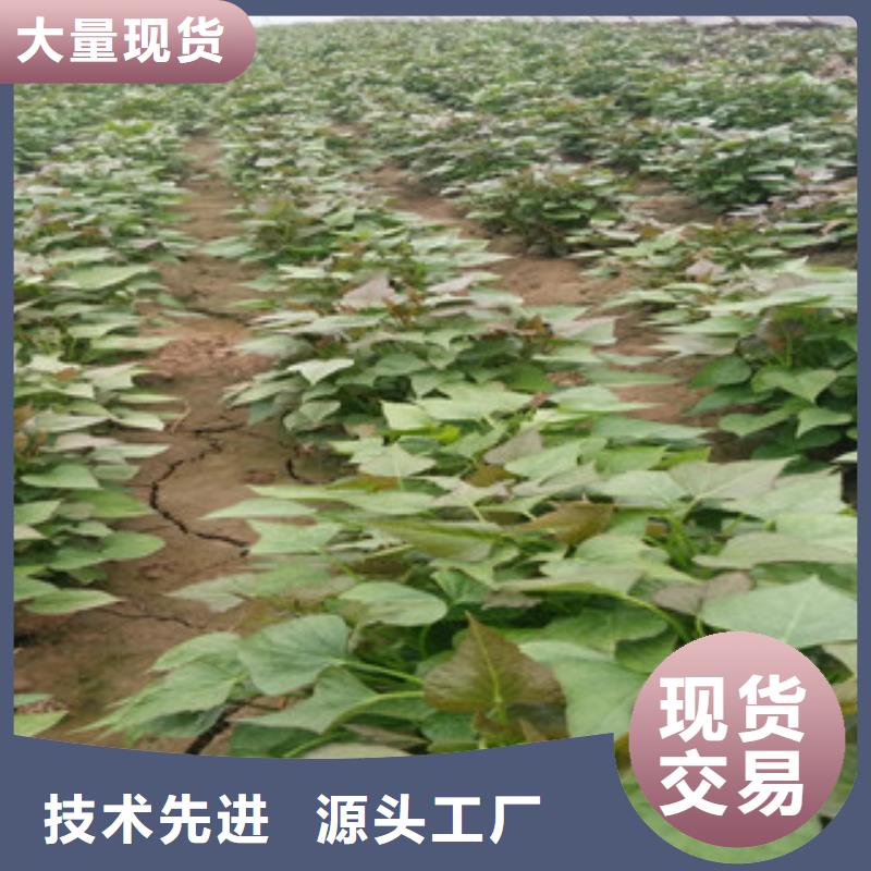 紫地瓜苗市場(chǎng)報(bào)價(jià)