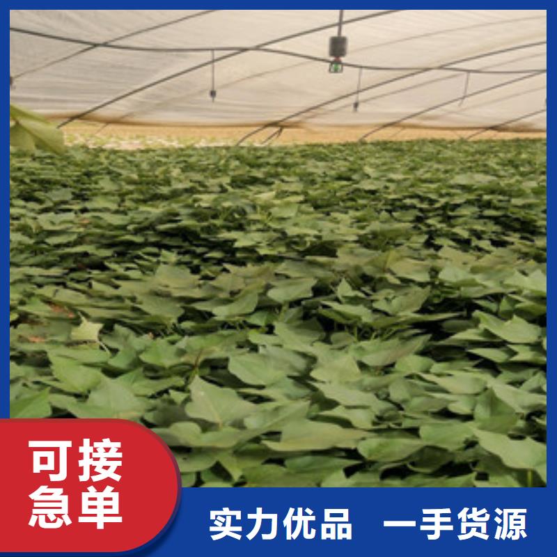 紫薯苗（綾紫）廠家價格