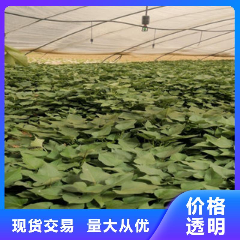紫薯苗（紫羅蘭）批發(fā)報(bào)價(jià)