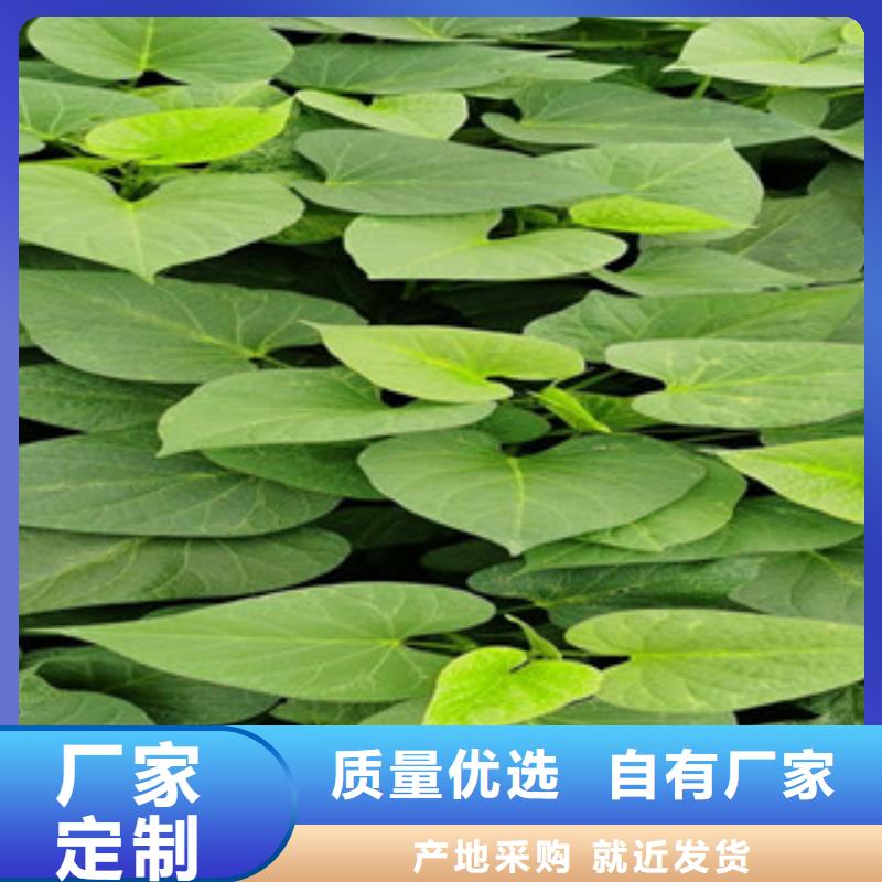紫地瓜苗子源頭廠家