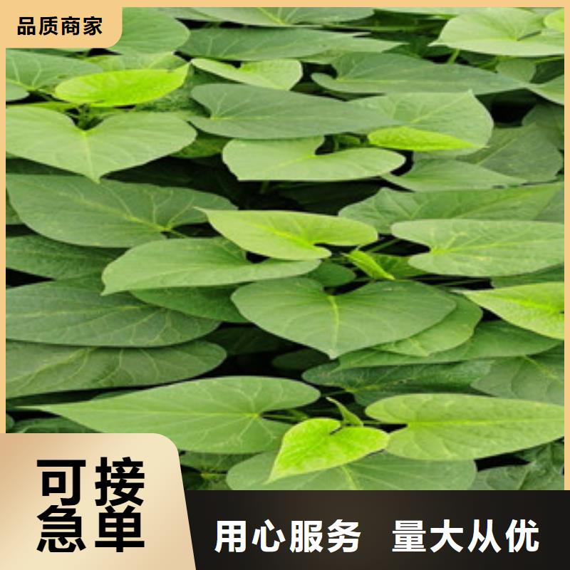 紫薯苗（濟黑1號）規格